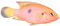 Hemichromis Guttatus
