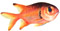 Myripristis Murdjan